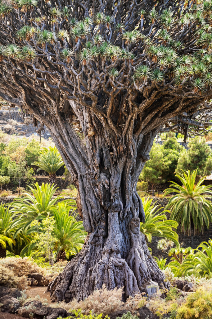 millenarian dragon tree, Icod de los vinos, Tenerife, Spain