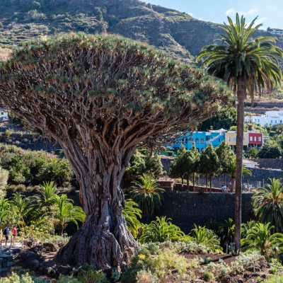 Drago Milenario tree in Icod de los Vinos in Tenerife